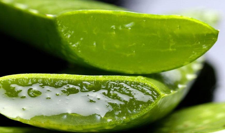 Beneficios del Aloe Vera
