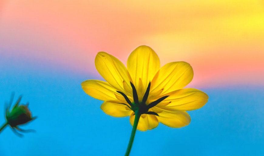 Conoce los beneficios del aceite de onagra